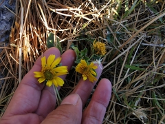 Verbesina encelioides