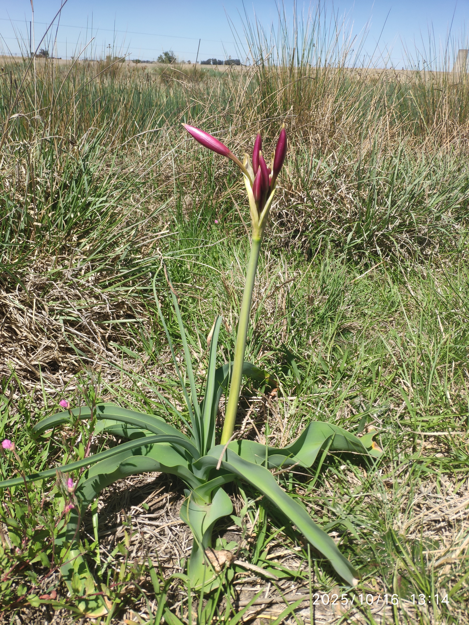 Hardy Swamplily (Crinum bulbispermum)