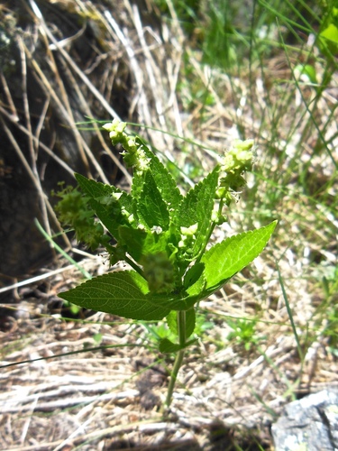 Mercurialis ovata (Mercurialis ovata)