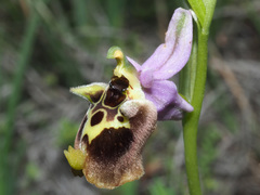 Ophrys fuciflora maxima
