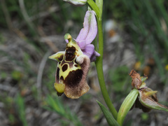 Ophrys fuciflora maxima