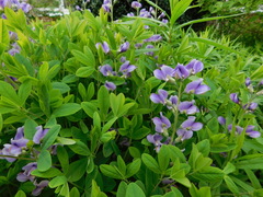 Baptisia australis australis