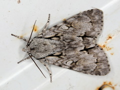 Acronicta psi