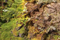 Azorella macquariensis