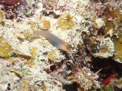 Bluebelly Blenny photo 4
