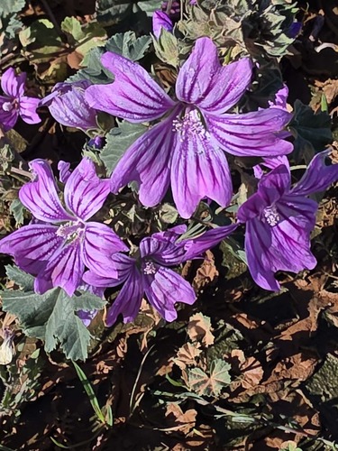 Common Mallow