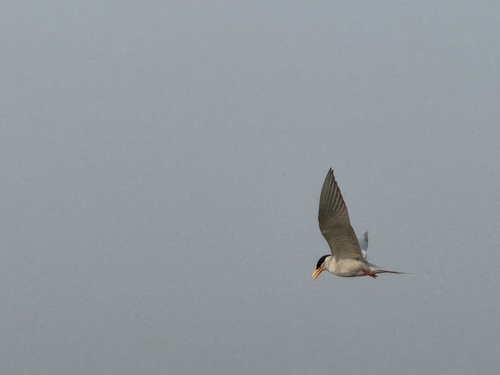 River Tern (Sterna aurantia), photo 5