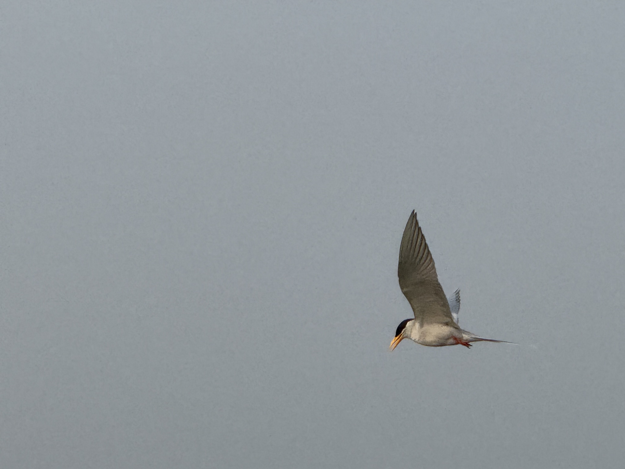 River Tern (Sterna aurantia), photo 3