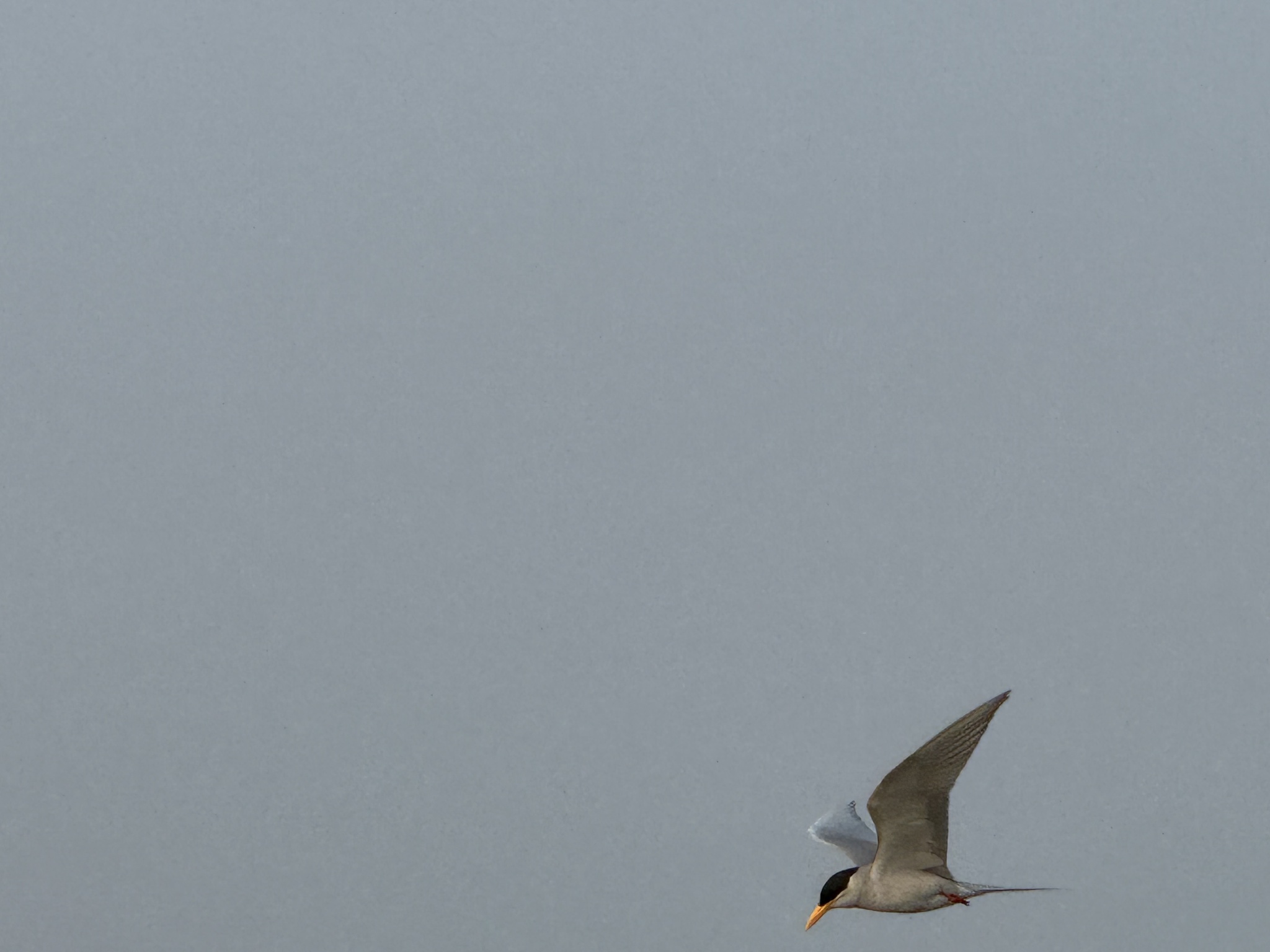 River Tern (Sterna aurantia), photo 4