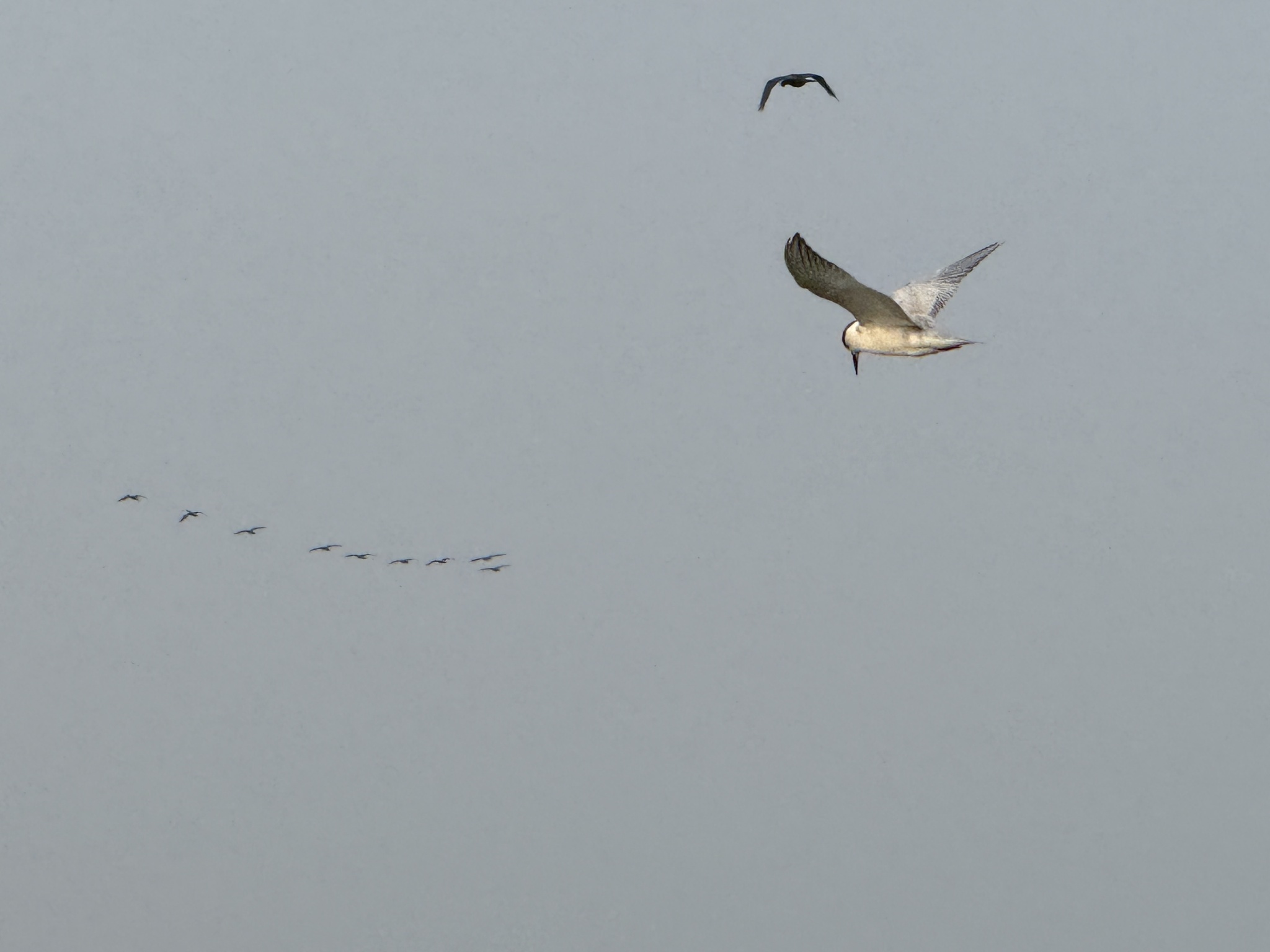 River Tern (Sterna aurantia), photo 5