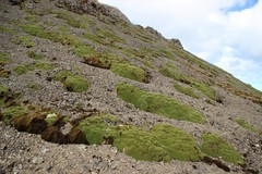 Azorella macquariensis