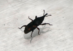 Sitophilus zeamais