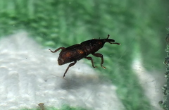 Sitophilus zeamais