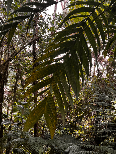 Undulate Shadowpalm (Geonoma undata)