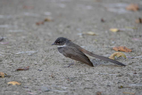 Malaysian Pied-Fantail