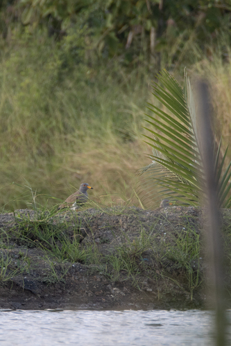 Grey-headed Lapwing
