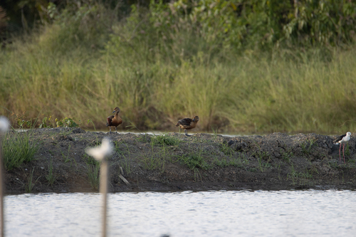 Lesser Whistling-Duck
