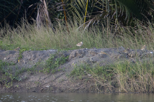 Pacific Golden-Plover