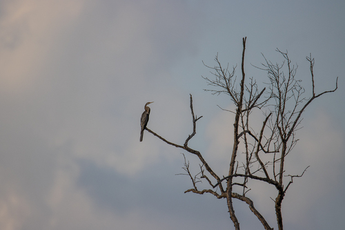 Oriental Darter