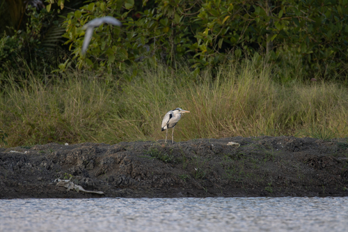 Grey Heron