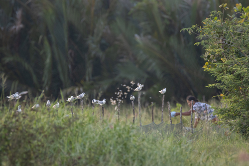 Whiskered Tern