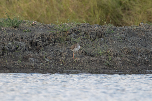 Common Redshank