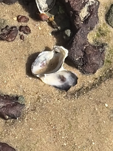 Saccostrea cuccullata