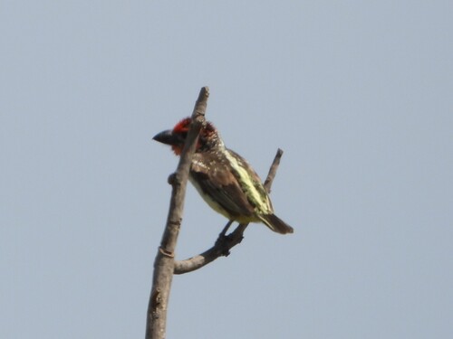 iNaturalist image
