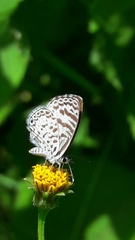 Leptotes cassius