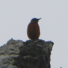 Monticola rupestris