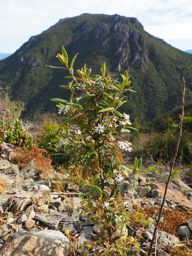 Victorian snowbush (Olearia stellulata)
