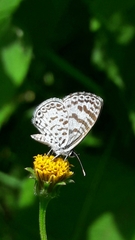 Leptotes cassius