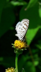Leptotes cassius