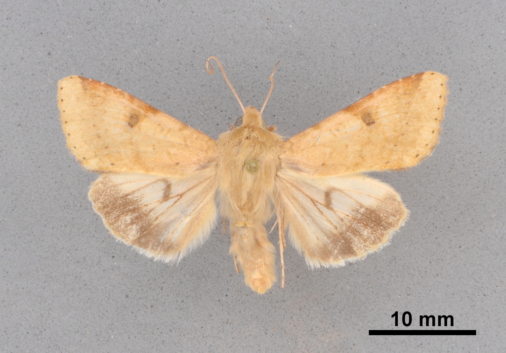 Helicoverpa atacamae
