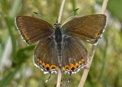 Heliophorus sena