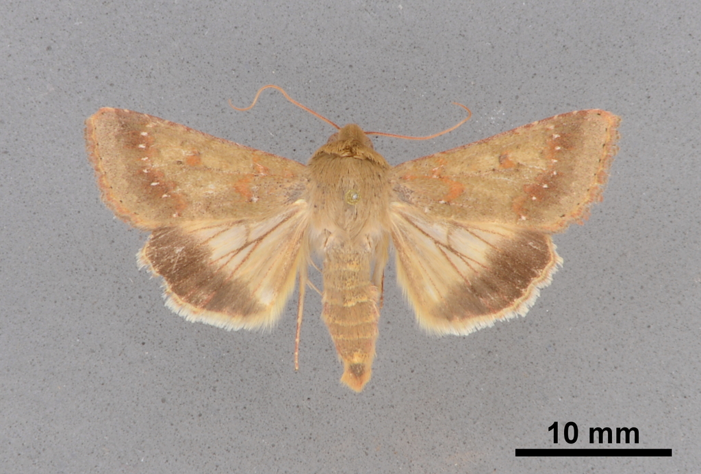 Helicoverpa fletcheri