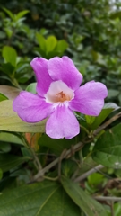 Magnoliopsida