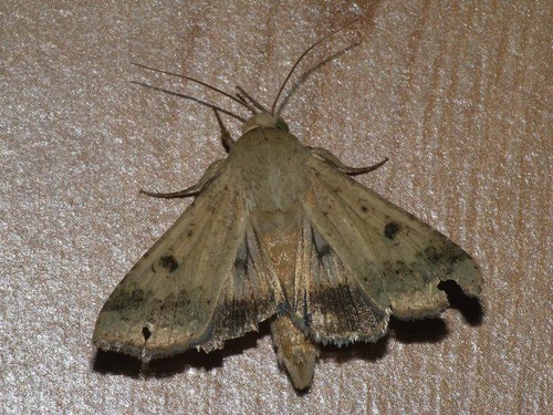 Corn Earworm Moth photo 3