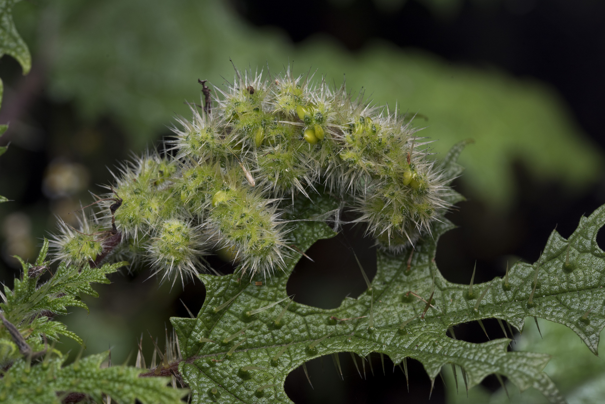 Girardinia Diversifolia (Girardinia diversifolia)
