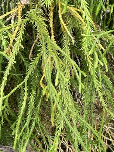 Hanging Clubmoss (Phlegmariurus billardierei)