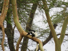 Colobus guereza matschiei
