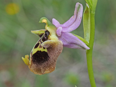 Ophrys fuciflora maxima