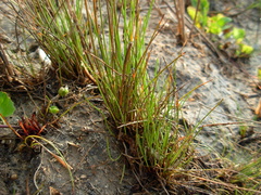 Eleocharis parvula