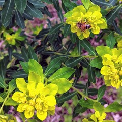 Helioscopia