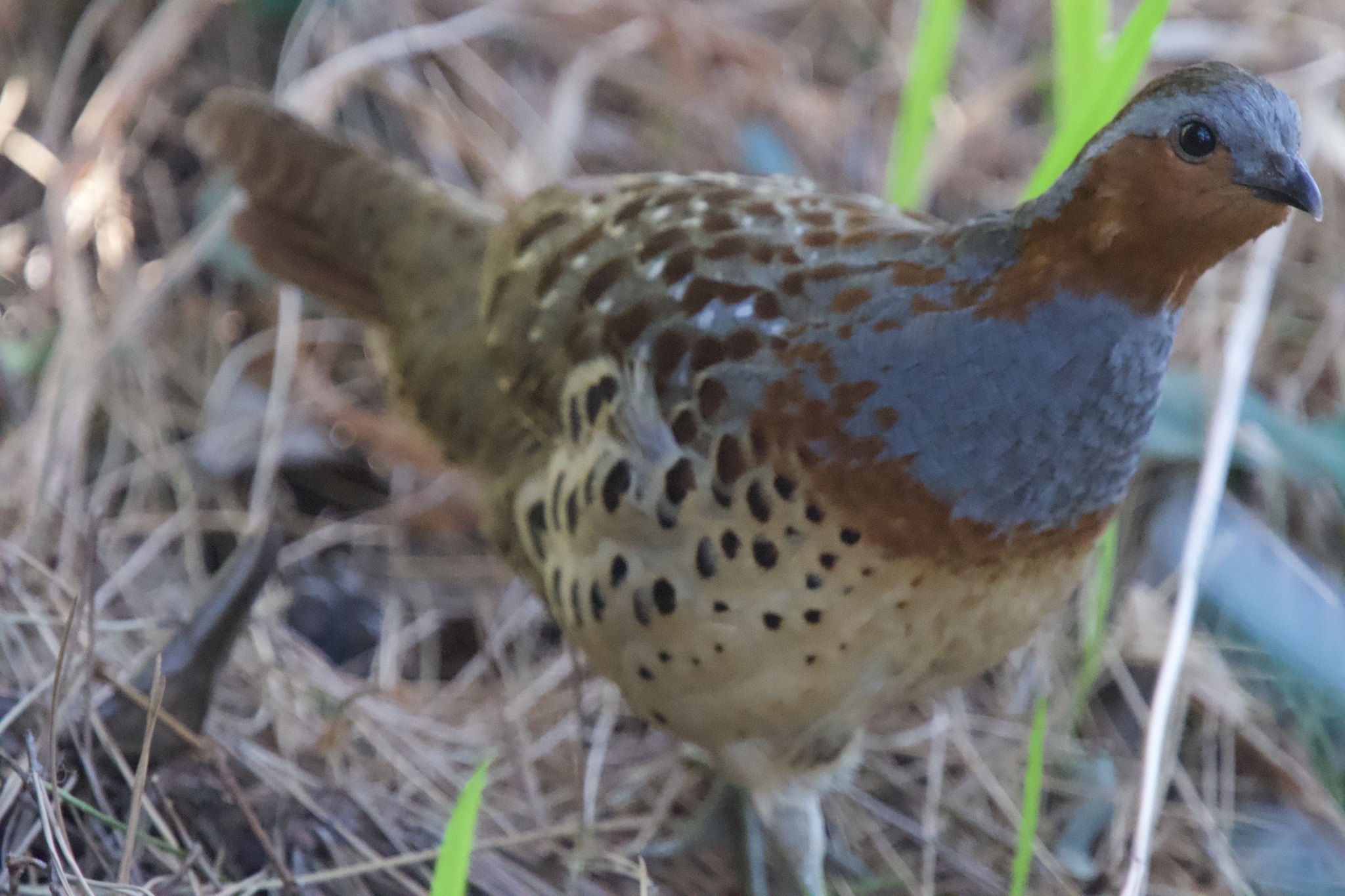 Chinese Bamboo Partridge (Bambusicola thoracicus), photo 10