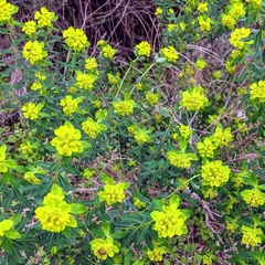 Helioscopia