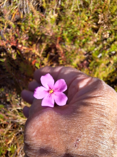 Cape sundew