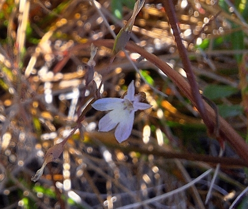 Common Softbell (Wimmerella arabidea)