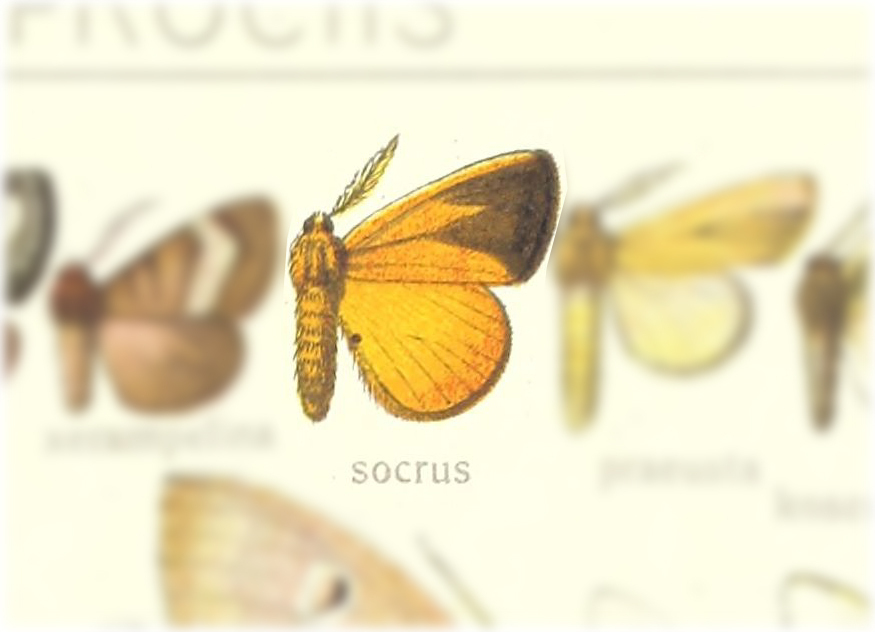 Aroa socrus