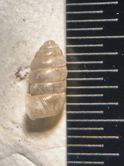 Gastrocopta armifera